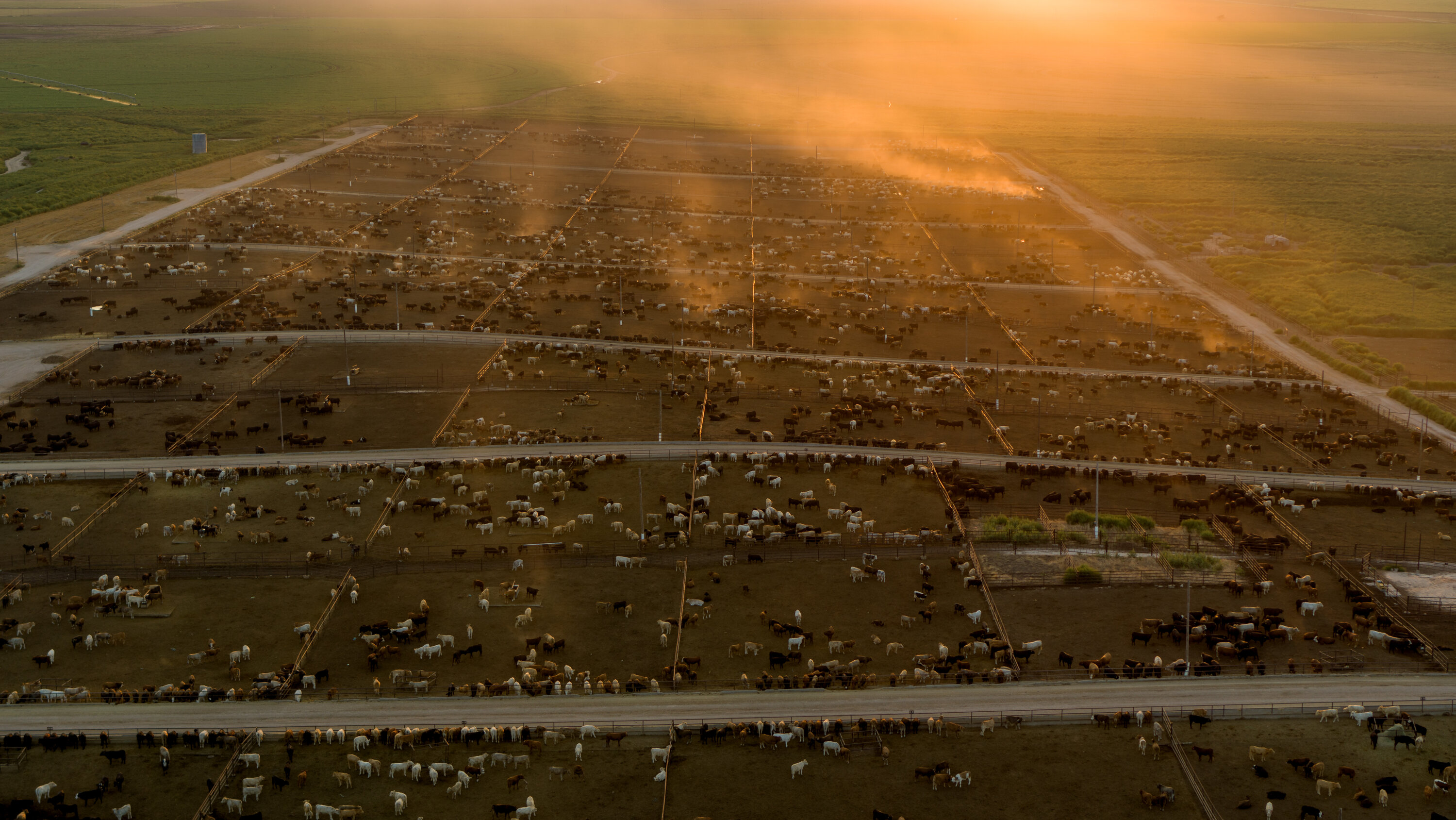 Belching Cows and Endless Feedlots: Fixing Cattle’s Climate Issues